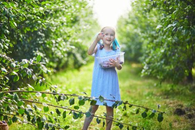Sevimli anaokulu kızı bir çiftlikte mavi olgun erik topluyor.