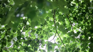 Bir yaz gününde yeşil yapraklı ağaç dalı