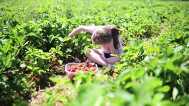 Sevimli anaokulu kızı çiftlikten taze organik çilek topluyor.