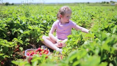 Sevimli anaokulu kızı çiftlikten taze organik çilek topluyor.