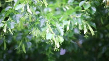 Bir yaz günü açmakta olan ıhlamur ağacının dalları