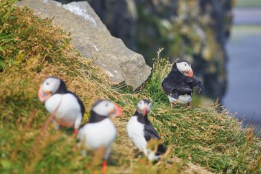 Atlantic Marffins kuşları ya da İzlanda 'daki Dirholaey' in arka planında yaygın marffinler. İzlanda ve Norveç en popüler kuşlardır.
