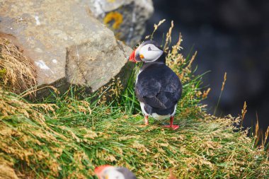 Atlantic Marffins kuşları ya da İzlanda 'daki Dirholaey' in arka planında yaygın marffinler. İzlanda ve Norveç en popüler kuşlardır.