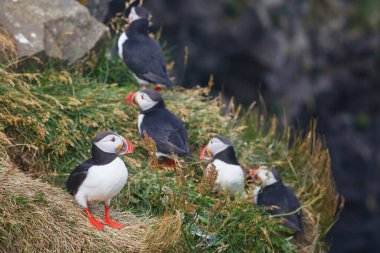 Atlantic Marffins kuşları ya da İzlanda 'daki Dirholaey' in arka planında yaygın marffinler. İzlanda ve Norveç en popüler kuşlardır.