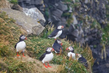 Atlantic Marffins kuşları ya da İzlanda 'daki Dirholaey' in arka planında yaygın marffinler. İzlanda ve Norveç en popüler kuşlardır.