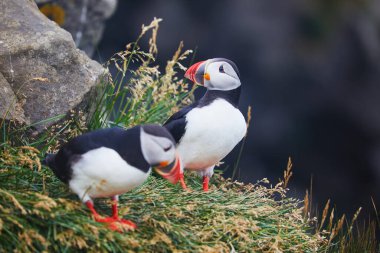 Atlantic Marffins kuşları ya da İzlanda 'daki Dirholaey' in arka planında yaygın marffinler. İzlanda ve Norveç en popüler kuşlardır.
