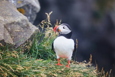 Atlantic Marffins kuşları ya da İzlanda 'daki Dirholaey' in arka planında yaygın marffinler. İzlanda ve Norveç en popüler kuşlardır.