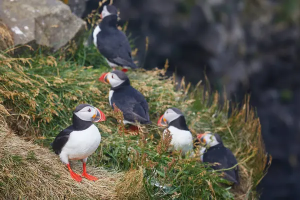 Atlantic Marffins kuşları ya da İzlanda 'daki Dirholaey' in arka planında yaygın marffinler. İzlanda ve Norveç en popüler kuşlardır.