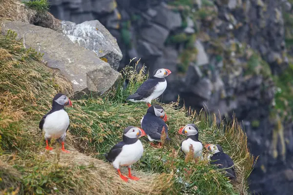 Atlantic Marffins kuşları ya da İzlanda 'daki Dirholaey' in arka planında yaygın marffinler. İzlanda ve Norveç en popüler kuşlardır.