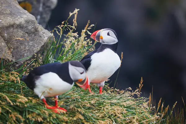 Atlantic Marffins kuşları ya da İzlanda 'daki Dirholaey' in arka planında yaygın marffinler. İzlanda ve Norveç en popüler kuşlardır.