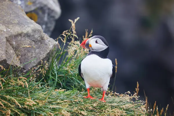 Atlantic Marffins kuşları ya da İzlanda 'daki Dirholaey' in arka planında yaygın marffinler. İzlanda ve Norveç en popüler kuşlardır.