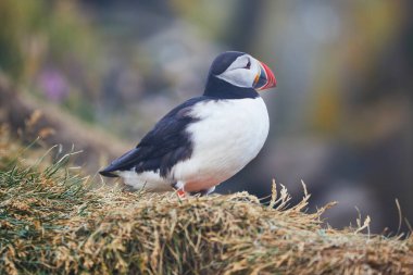 Atlantic Marffins kuşları ya da İzlanda 'daki Dirholaey' in arka planında yaygın marffinler. İzlanda ve Norveç en popüler kuşlardır.