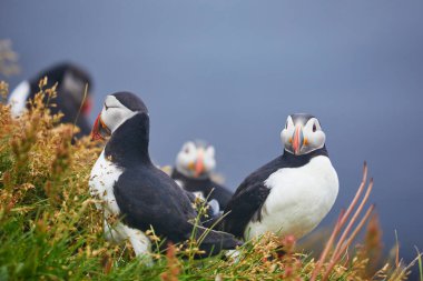 Atlantic Marffins kuşları ya da İzlanda 'daki Dirholaey' in arka planında yaygın marffinler. İzlanda ve Norveç en popüler kuşlardır.