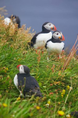 Atlantic Marffins kuşları ya da İzlanda 'daki Dirholaey' in arka planında yaygın marffinler. İzlanda ve Norveç en popüler kuşlardır.