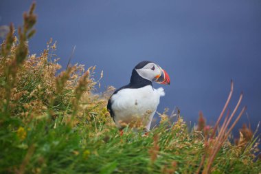 Atlantic Marffins kuşları ya da İzlanda 'daki Dirholaey' in arka planında yaygın marffinler. İzlanda ve Norveç en popüler kuşlardır.