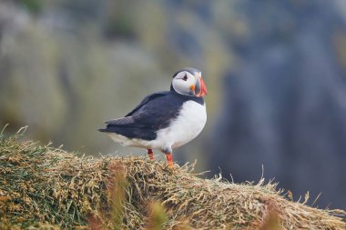Atlantic Marffins kuşları ya da İzlanda 'daki Dirholaey' in arka planında yaygın marffinler. İzlanda ve Norveç en popüler kuşlardır.