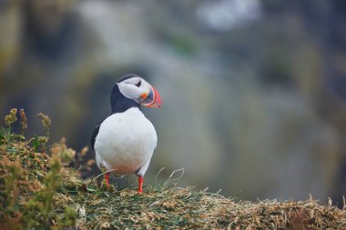 Atlantic Marffins kuşları ya da İzlanda 'daki Dirholaey' in arka planında yaygın marffinler. İzlanda ve Norveç en popüler kuşlardır.