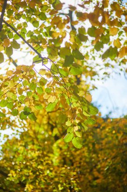Renkli sonbahar yapraklı ağaç dalı güzel bir sonbahar gününde