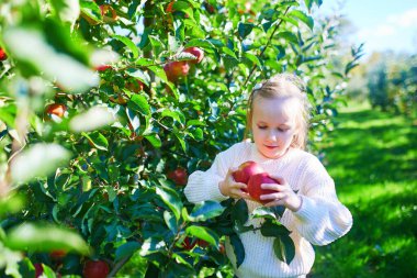 Genç kız yazın meyve bahçesindeki ağaçtan elma topluyor.