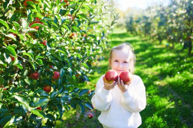 Genç kız yazın meyve bahçesindeki ağaçtan elma topluyor.
