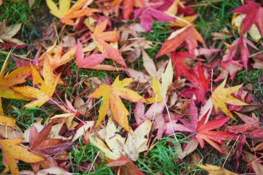 Renkli sonbahar yaprakları güzel bir sonbahar gününde yerde.