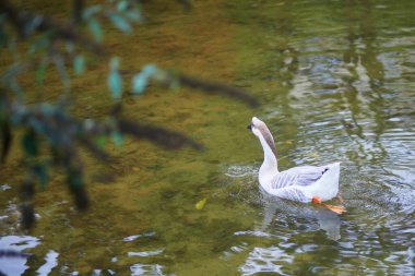 Montsouris 'deki renkli sonbahar ağaçlarının manzarası Paris, Fransa' da güzel bir sonbahar gününde