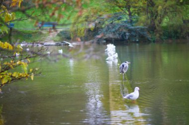 Montsouris 'de balıkçıl. Fransa, Paris' te güzel bir sonbahar günü.
