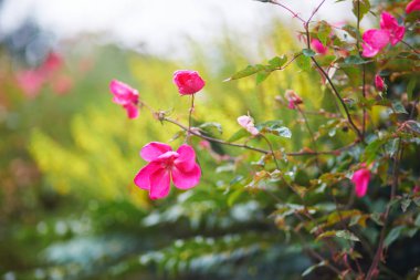 Sonbahar gününde güzel güller