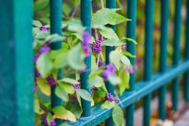 Callicarpa Profusion fabrikasının mor meyve kümeleri
