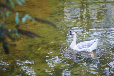 Montsouris 'deki renkli sonbahar ağaçlarının manzarası Paris, Fransa' da güzel bir sonbahar gününde