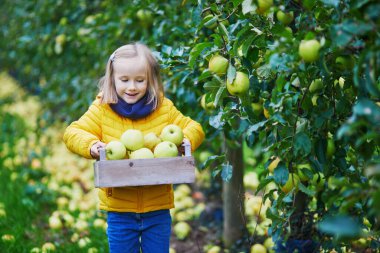 Sevimli anaokulu kızı bir sonbahar günü meyve bahçesinde ya da çiftlikte sarı olgun organik elma topluyor.