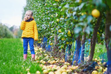 Sevimli anaokulu kızı bir sonbahar günü meyve bahçesinde ya da çiftlikte sarı olgun organik elma topluyor.