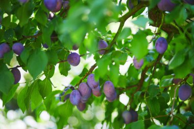 Güneşli bir yaz gününde bir dalda olgun mavi erikler. Organik bahçe konsepti.
