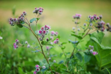 Güzel çiçek açan devedikeni ve üzerinde uçan yaban arısı