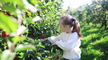 Gülümseyen 7 yaşındaki kız, güneşli bir sonbahar gününde meyve bahçesinde taze elma topluyor.