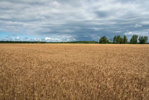 Kırsalda Doğal Buğday Tarlası — Stok fotoğraf