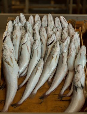 Balık pazarı için bir kutuda çiğ sardalya..