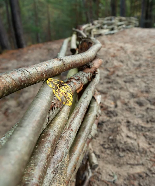 Das Letzte Gelbe Blatt Holzzaun — Stockfoto