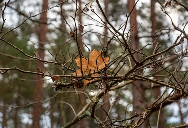 Ostatni Żółty Liść Gałęziach Lasu — Zdjęcie stockowe
