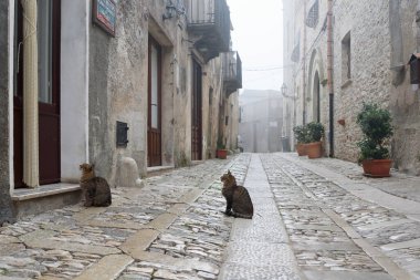 Erice, Trapani ili 'nin tarihi bir kentidir ve komündür. Erice 'de 21 Ekim 2022, Sicilya, İtalya' da kedilerle birlikte sisli dar taş şerit manzarası..