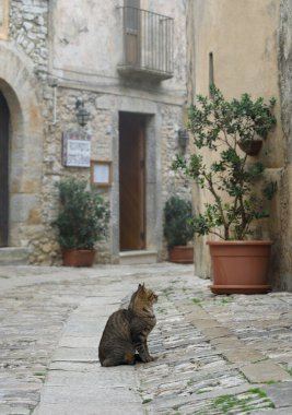 Erice 'de bir kediyle dar bir patika..