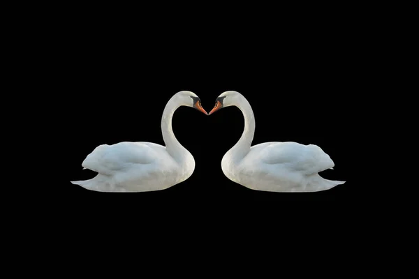 Dois Cisnes Isolados Uma Superfície Preta — Fotografia de Stock