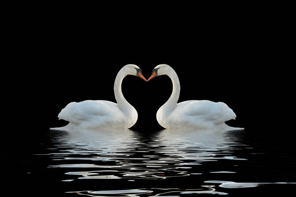 Two swans isolated on a black surface with waves.
