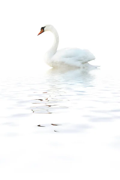 Белый Лебедь Изолирован Белой Поверхности Волнами — стоковое фото