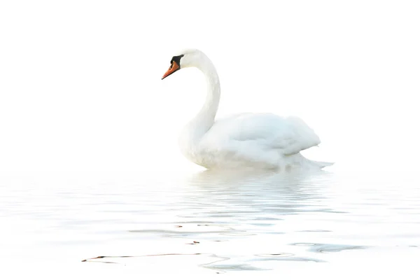 Beyaz Bir Yüzey Üzerinde Beyaz Bir Kuğu Izole Edilmiş — Stok fotoğraf