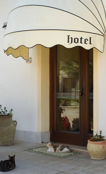 Widok Dwa Koty Przy Drzwiach Hotelu Włoszech — Zdjęcie stockowe