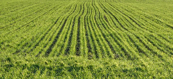 Grüner Weizen Auf Dem Feld — Stockfoto