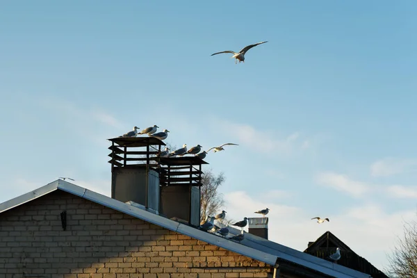 Vista Edificio Con Chimenea Pájaro — Foto de Stock