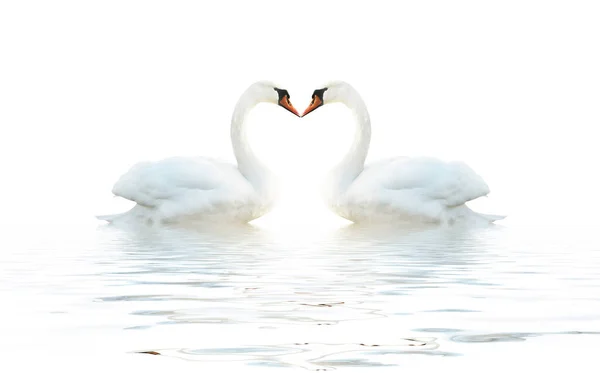 Dos Cisnes Aislados Una Superficie Blanca Con Olas Imagen de stock