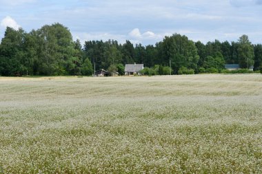 View of a field of growing buckwheat in bloom.